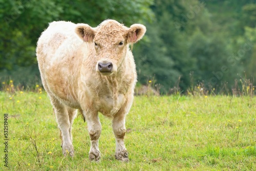 Cow - the Galloway cattle a Scottish breed of beef cattle, named after the Galloway region of Scotland photo