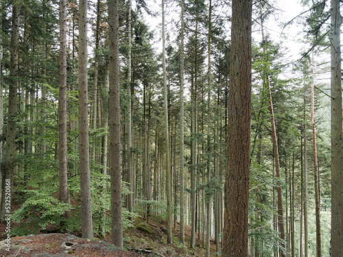 Im Bergwald Neubulach  westlich des Nagoldtals zur Ruine Waldeck mit ihren wehrhaften Mauern  f  hrt der Weg   ber Felder und Wald  