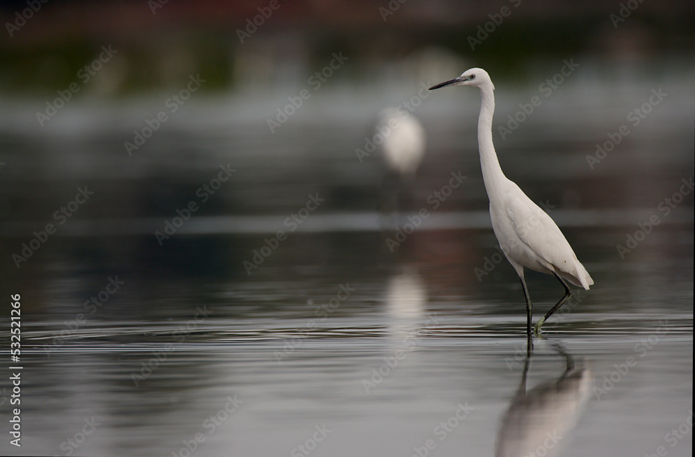 Fototapeta premium Little egret bird