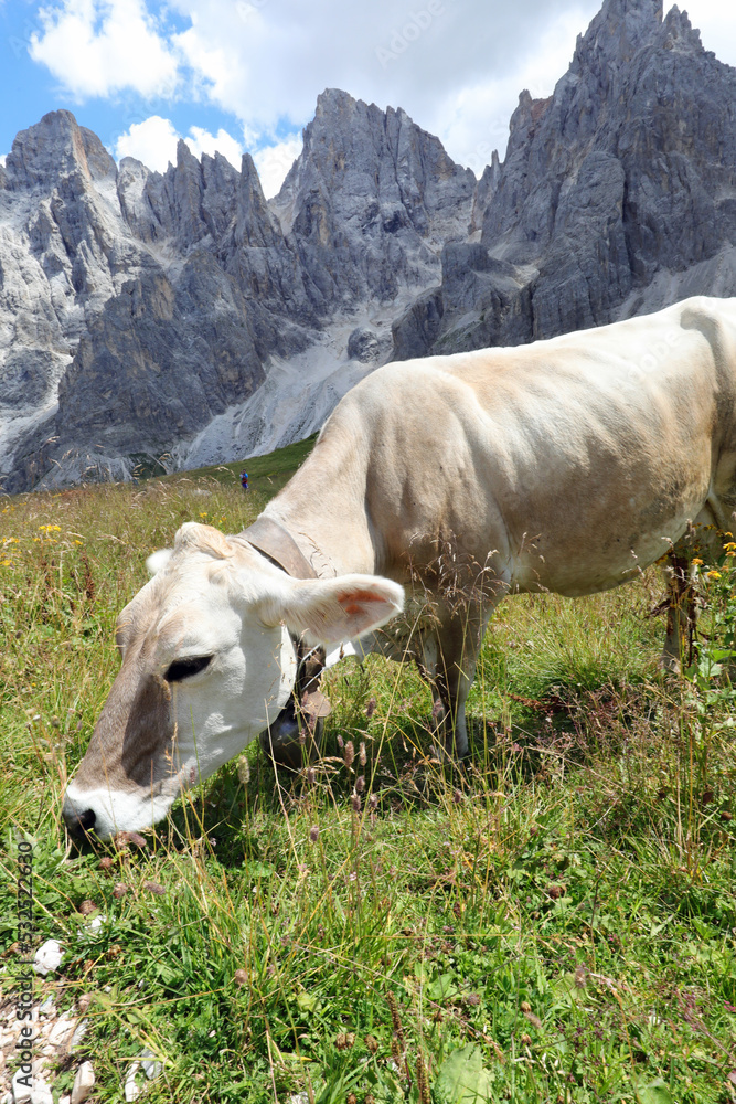 cow grazes the grass of the meadow in the mountains in summer