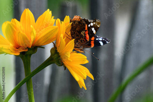 Butterfly and flower. Butterfly admiral on a yellow flower (Vanessa cardui, Nymphalidae), close up photo