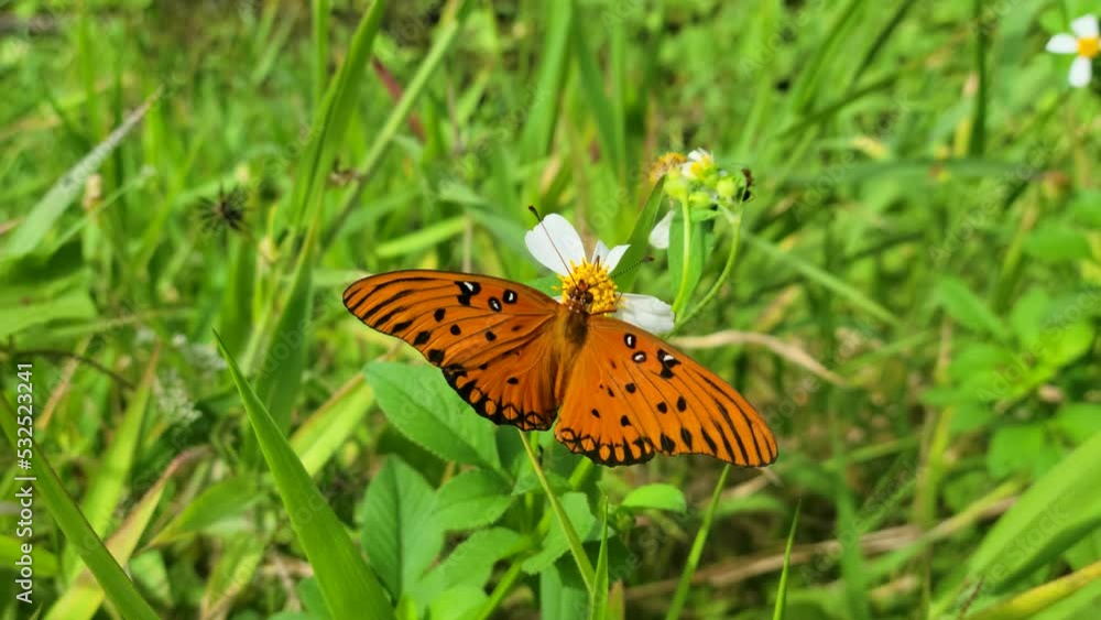 Gulf Fritillary Butterfly Feeds on Flowers Gulf Fritillary Butterfly Feeds on Flowers