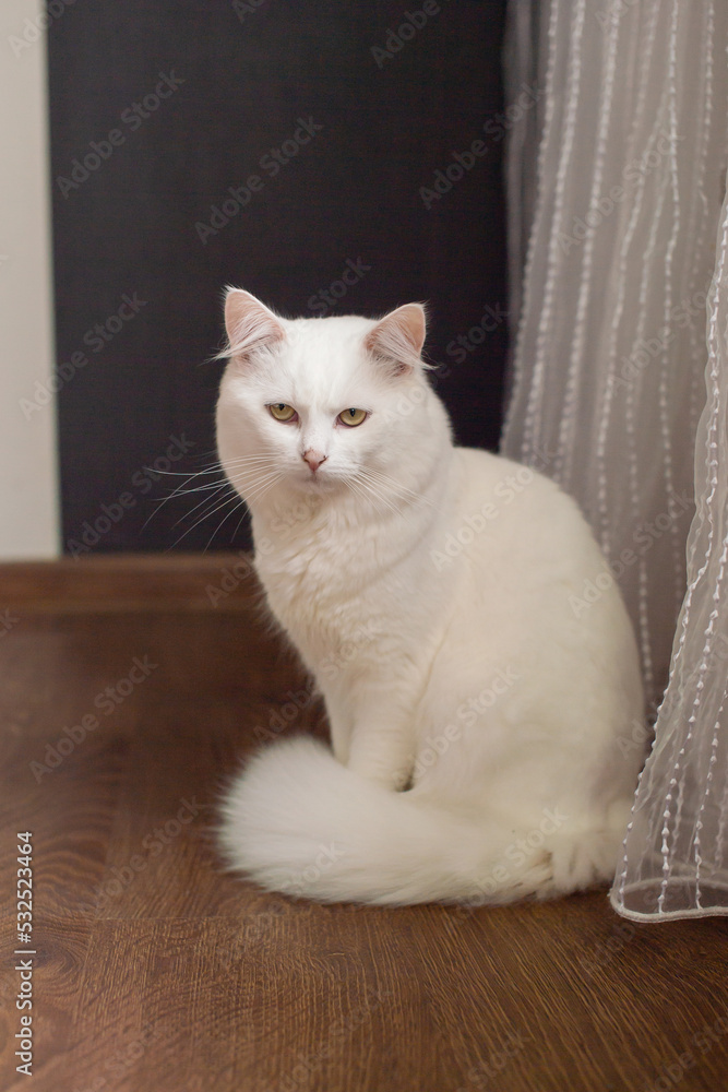 Cute white fluffy cat with a fluffy tail sitting next to the bed in the bedroom