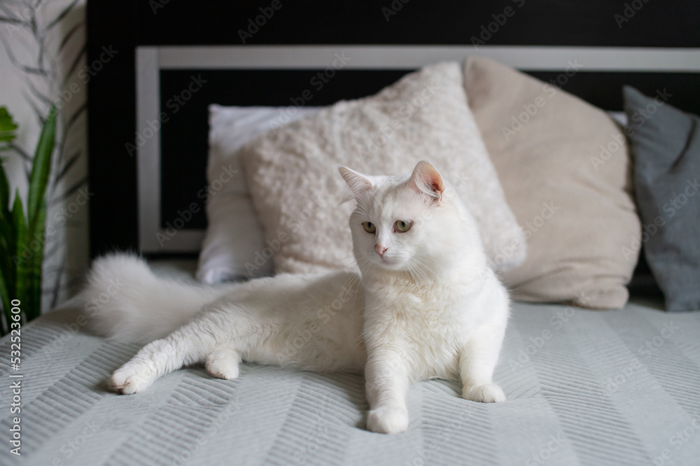 A white fluffy cat is lying on the bed getting ready to get up