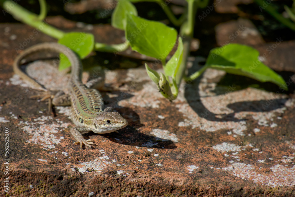 Obraz premium A lizard on a tile under the sun