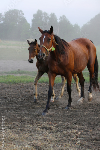 A horse with a foal on a pasture in summer