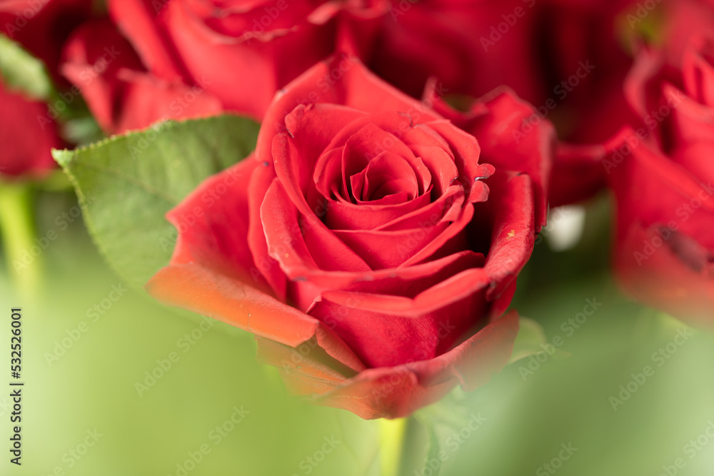 Beautiful blooming red rose. Wedding bouquet. Rosebud. Red rose. Large red rose bud. Blooming rose bud. Beautiful blooming red rose. Wedding bouquet. Rosebud. Red rose. Large red rose bud. Blooming rose bud.