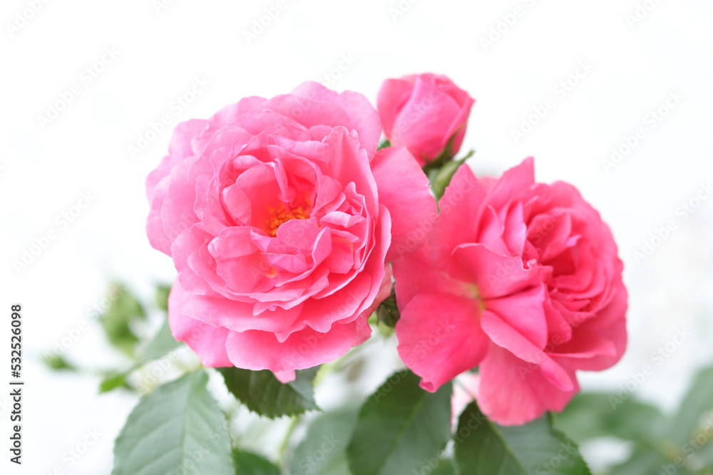 Pink Rose with shallow depth of field. Beautiful background with flowers Roses. Delicate roses in a full bloom in the garden. Pink garden . Rose on a bush in a summer garden. Flower bush . Postcard