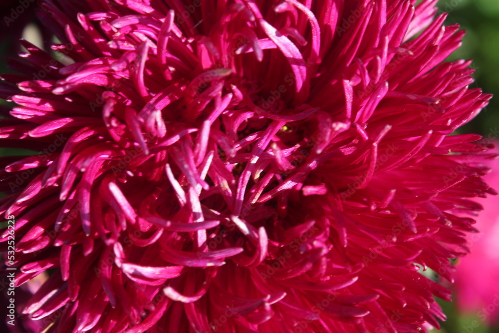 Red Aster flower