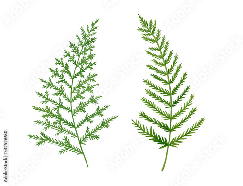 Set of loose watercolor fern leaves handpainted botanical illustration on white background.