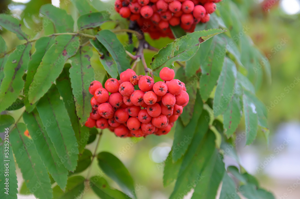 red berries on a branch