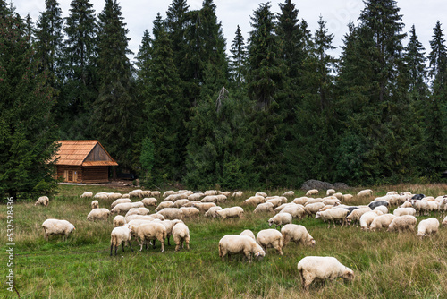 Sheep grazing on meadow in carpathian mountains, Podhale region in Poland