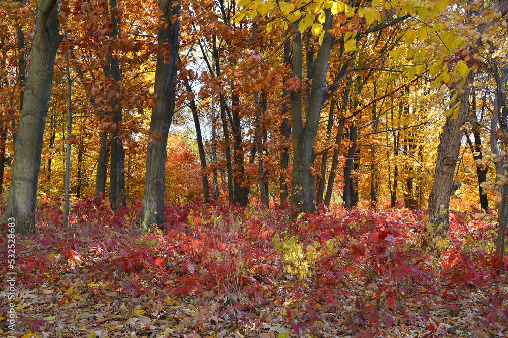 Naklejka premium autumn forest with colorful trees in sunny weather