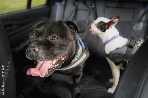 Staffordshire Bull Terrier dog on the back seat of a car. A defocused Boston Terrier is beside him. Both dogs are wearing a harness and they are hooked on to the seat. The seat has a protective cover.