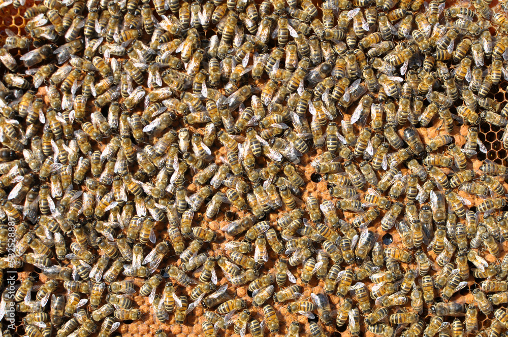 On part of the comb there are drones and worker bees On part of the comb there are drones and worker bees