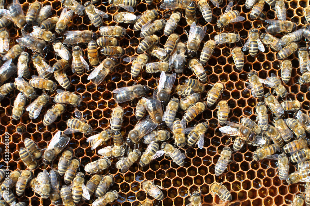On part of the comb there are drones and worker bees On part of the comb there are drones and worker bees