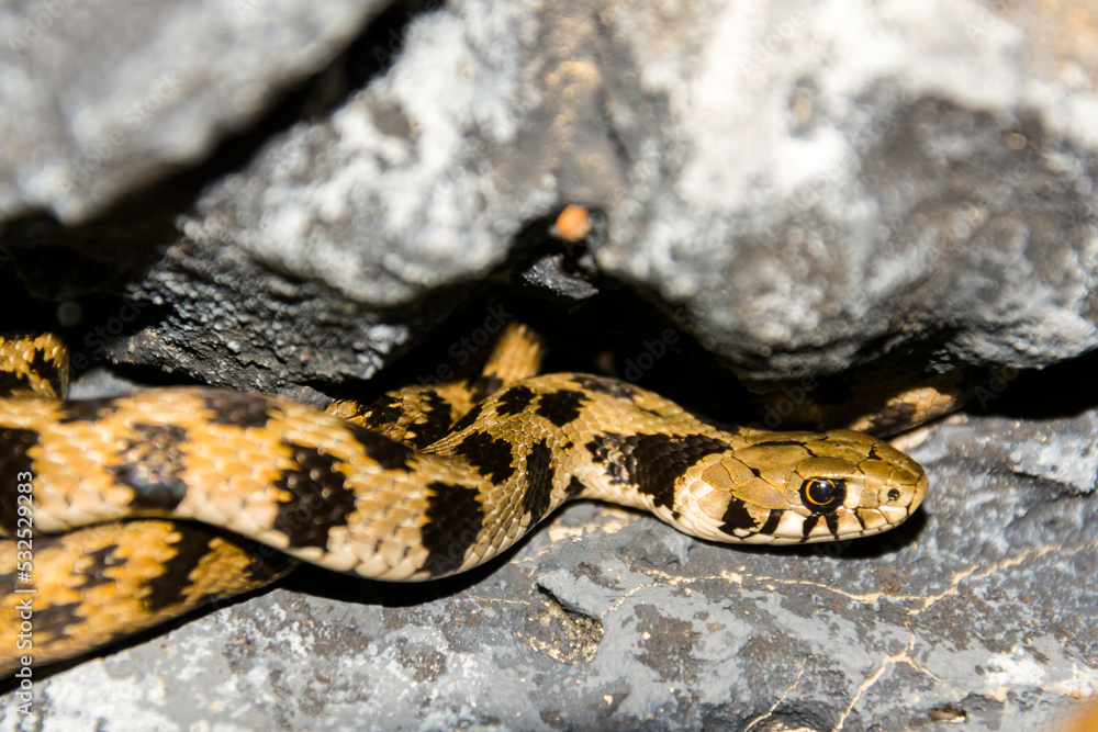 Obraz premium Endangered Milos grass snake on rocky surface