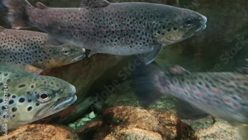 Rainbow trout, salmonid is an edible fish photo