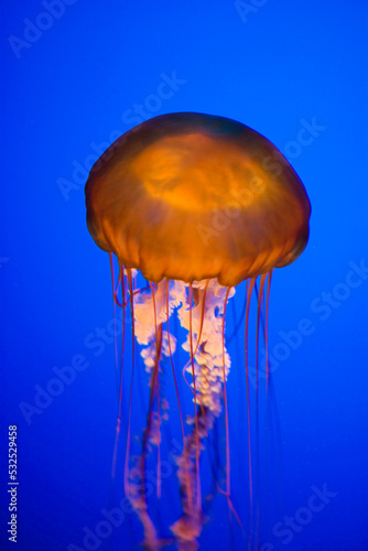 Jellyfish in an aquarium © JUAN