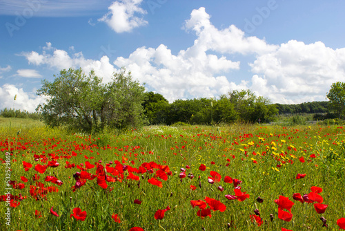 spring in Tuscany  landscape with poppies