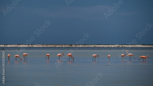 A flock of flamingos in shallow water eating small shrimp at rio lagartos wildlife refuge. The shrimp will turn them their distinctive pink.
