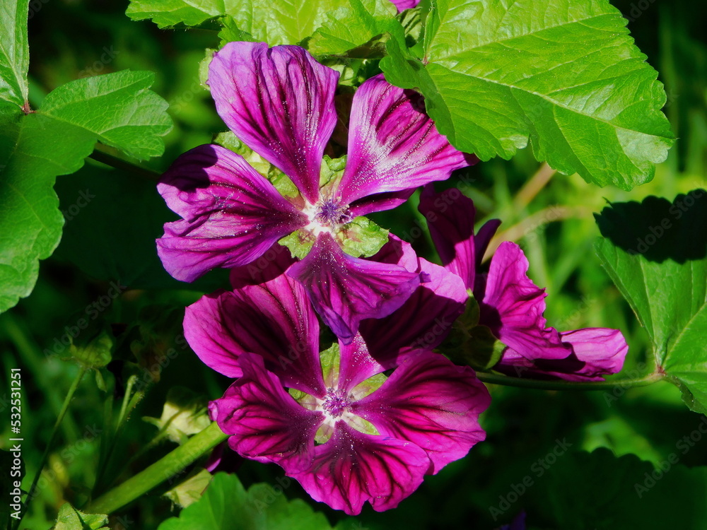 Purple flowers in full bloom Purple flowers in full bloom