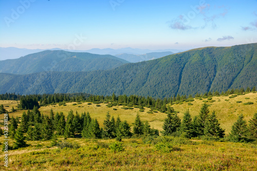 carpathian mountain landscape in summer. coniferous forest on the grassy hillside. hills and meadows in morning light. tourism and vacation season © Pellinni
