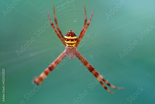Fotografia spider on a web