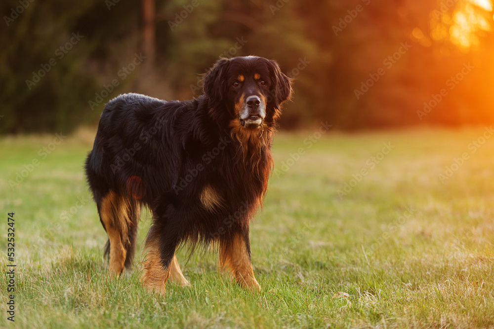 male dog hovawart gold and black in the countryside during sunset