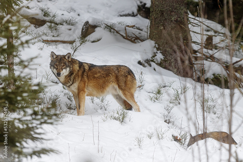 male Eurasian wolf  Canis lupus lupus  is in the snow in the woods