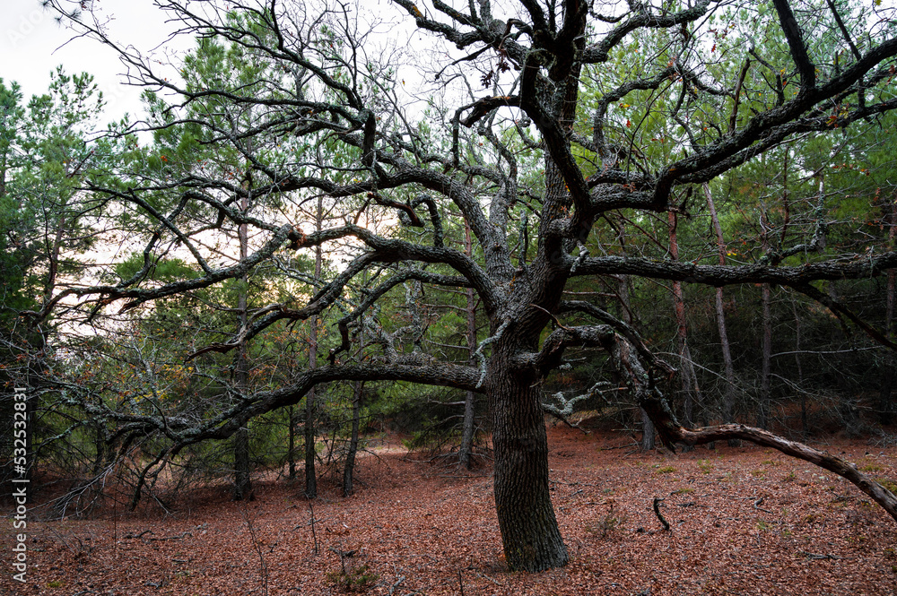 Big oak tree in the autumn forest
