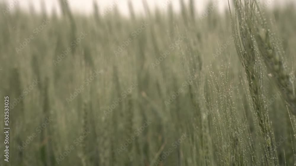 drizzle and green young spikelets. rainy weather. water droplets on wheat ears. drizzle and green young spikelets. rainy weather. water droplets on wheat ears.