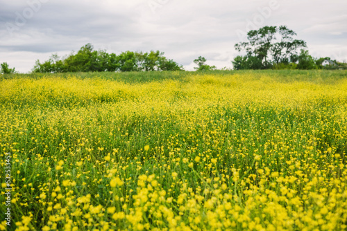 Field of blooming yellow rapeseed