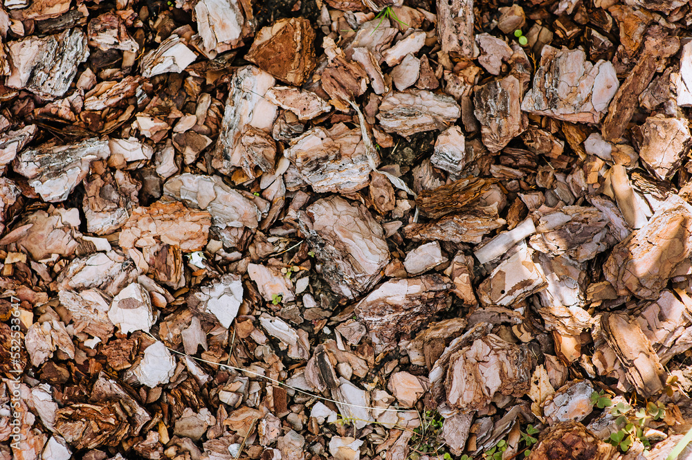 Pieces of brown fallen bark from a tree, pine, oak lie on the ground. Photography, texture, background. Pieces of brown fallen bark from a tree, pine, oak lie on the ground. Photography, texture, background.