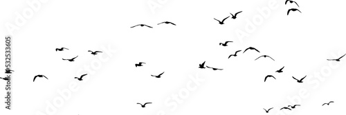 png flock of birds for the photo background