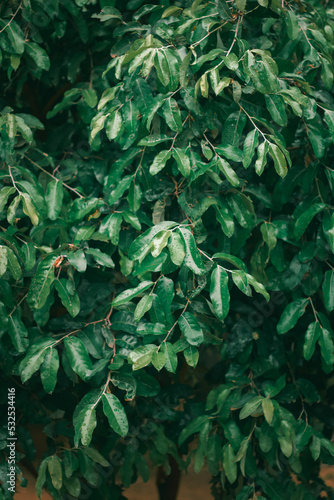 Brazilian tree leaves. Photo of green leaves in high quality