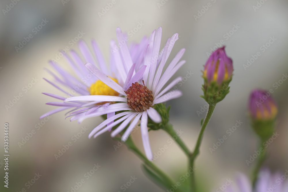 Obraz premium Alpine Aster close up with bud