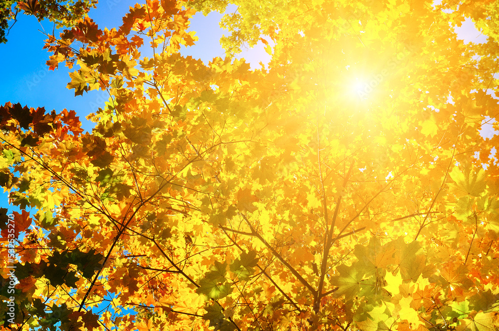 Autumn background with maple leaves and sun.