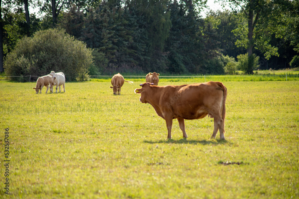 Brown cows on a meadow in September