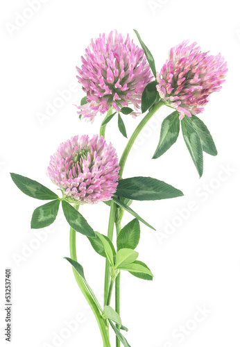 Bouquet of trefoil flowers isolated on a white background. Herbal medicine, Clover flowers.