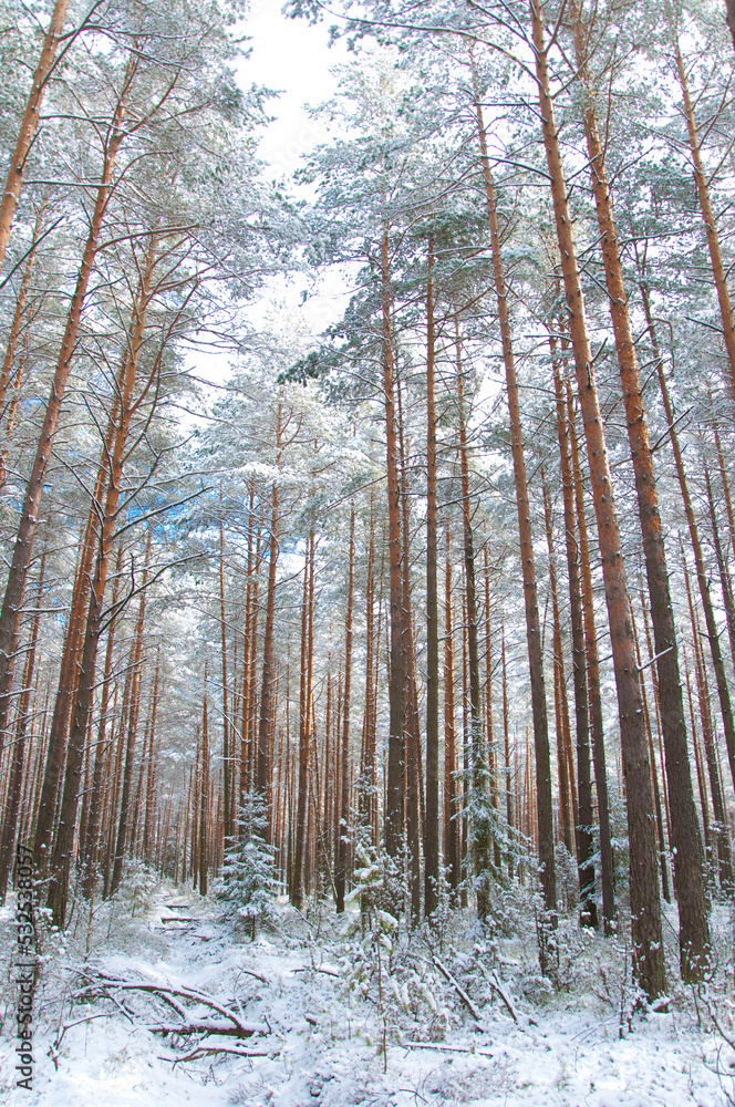 Fototapeta premium forest in winter
