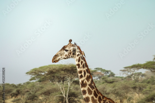 Side view of a wild giraffe in the savannah with a buphagidae bird in its back. © Adrian