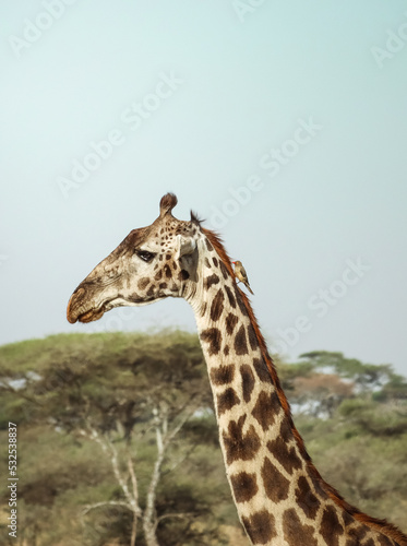 Side view of a wild giraffe in the savannah with a buphagidae bird in its back. Vertical