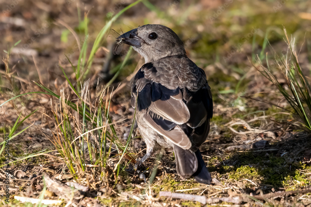 Fototapeta premium red winged blackbird