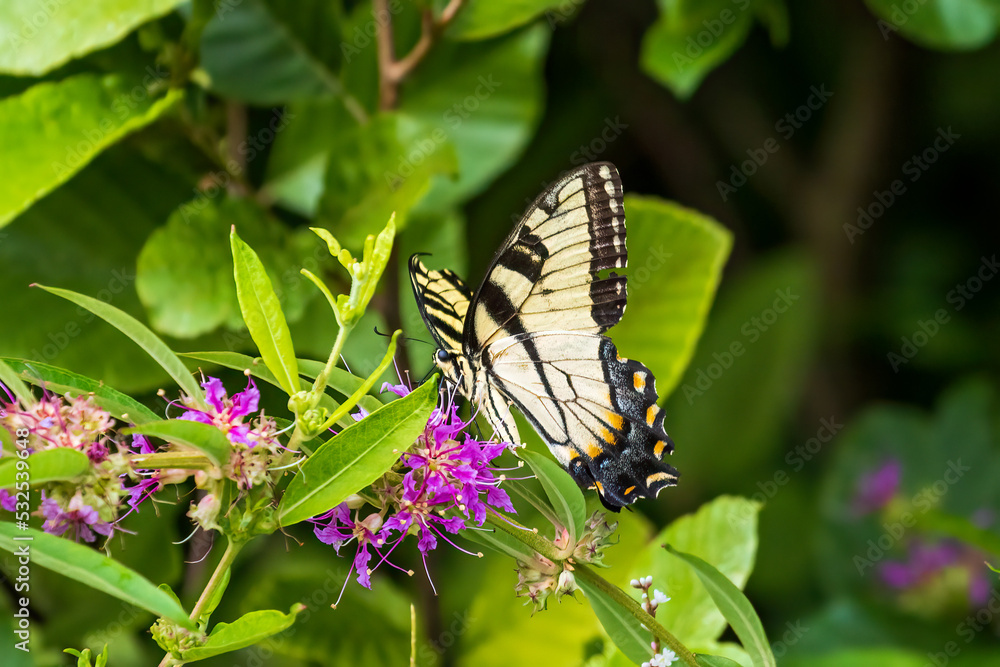 butterfly on flower butterfly on flower