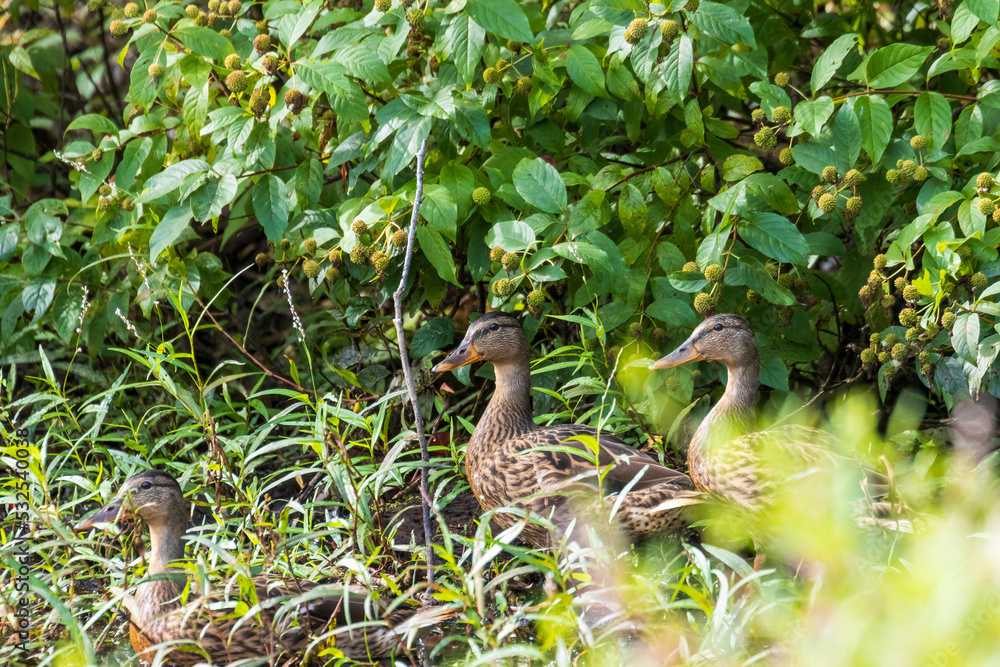 duck in the grass duck in the grass