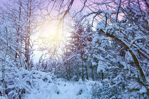 Winter landscape with white trees covered with snow .