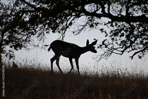 silhouette of a deer © Ryan