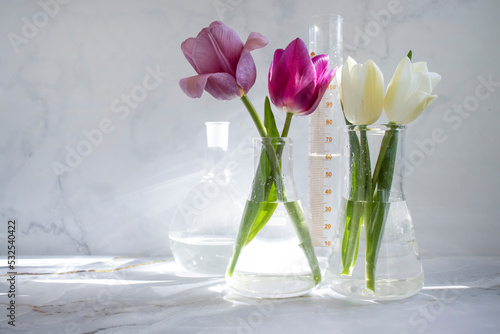 Laboratory flask, tulip flower on a cloudy background #532540422