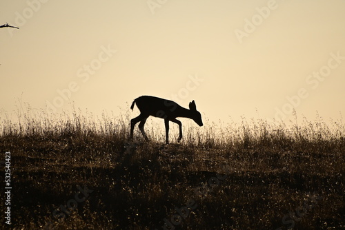 silhouette of a deer in a field